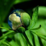 ecology, globe, concept-6513805.jpg