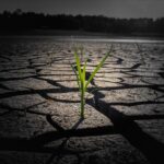 sprout, drought, cracked ground-6533213.jpg