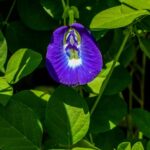 Butterfly Pea
