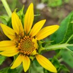 Sunflower Hunting Ground