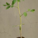 Tomato Seedling