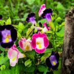Torenia