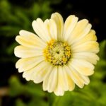 Zinnia